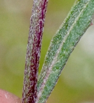 Erysimum suffrutescens