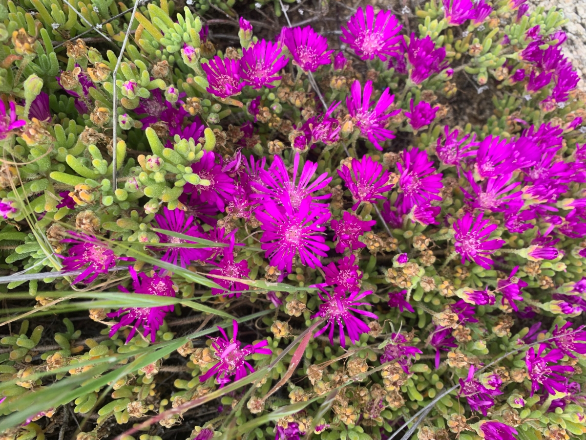 Drosanthemum floribundum