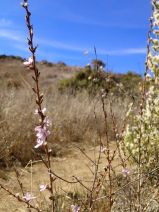 Stephanomeria exigua ssp. carotifera