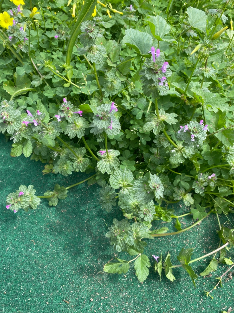 Lamium amplexicaule