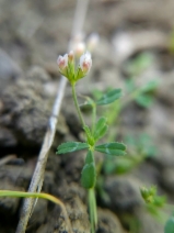 Trifolium bifidum var. decipiens