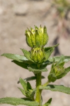 Layia heterotricha