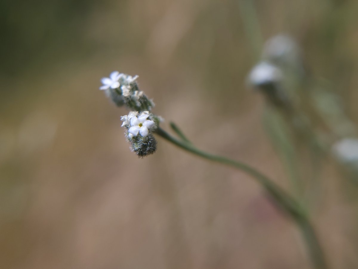 Cryptantha flaccida