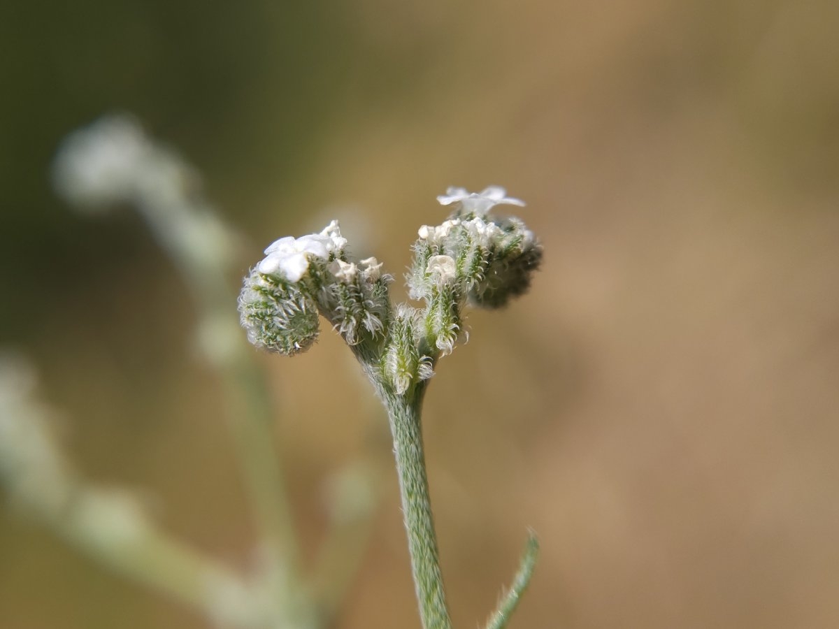 Cryptantha flaccida