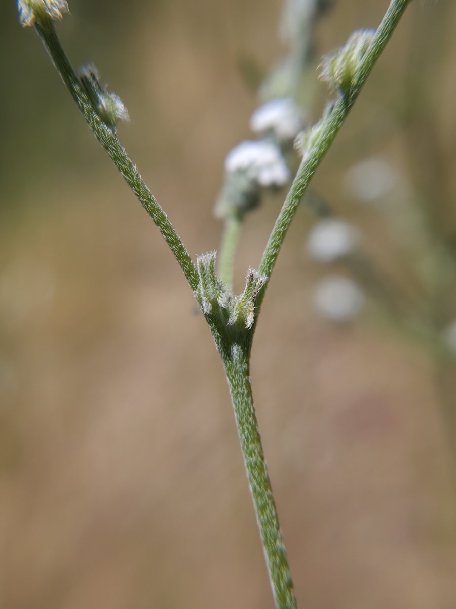 Cryptantha flaccida