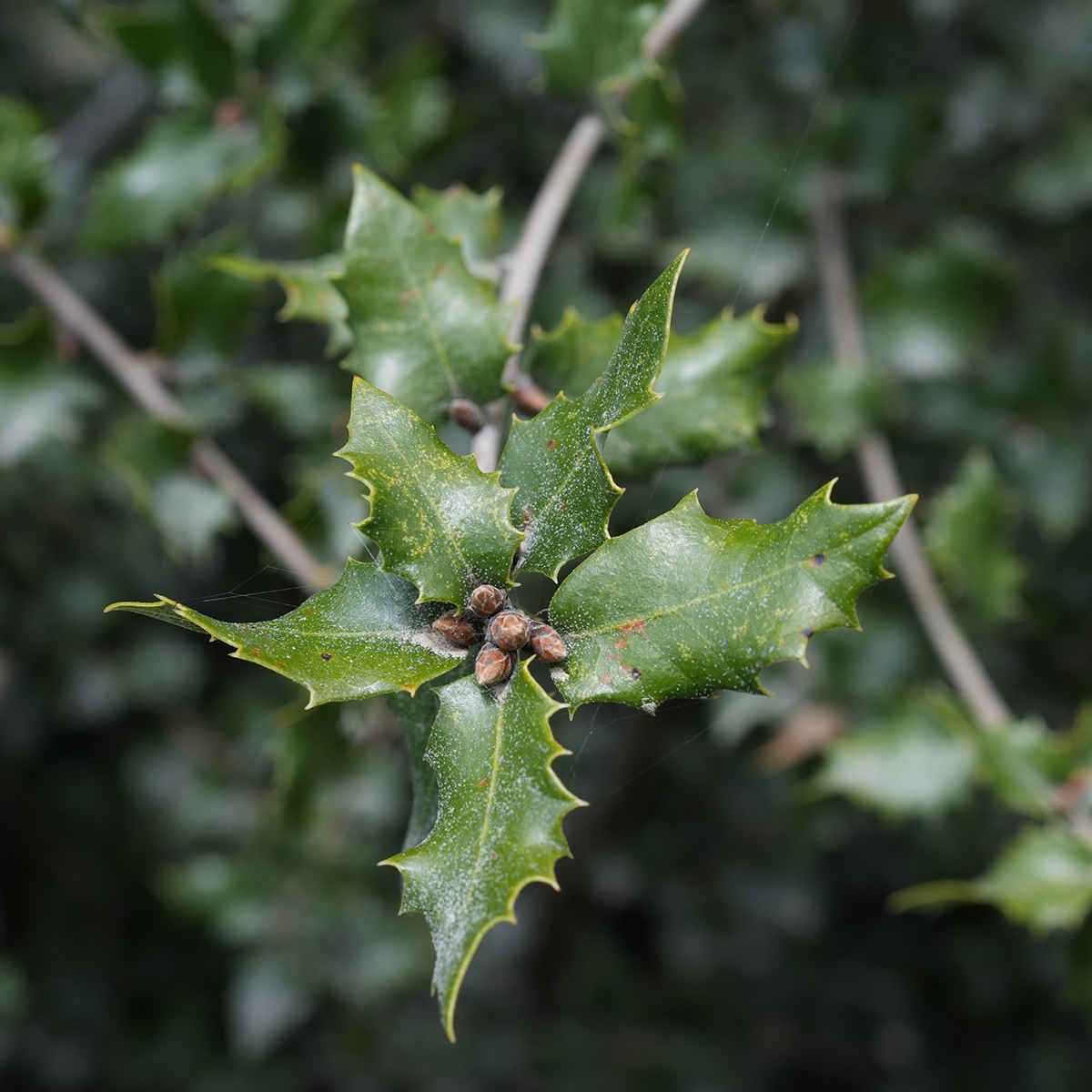 Quercus chrysolepis