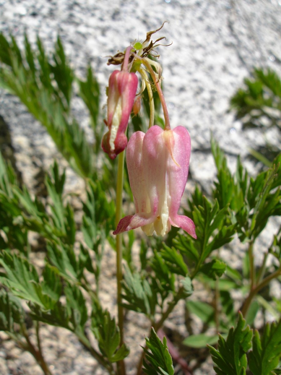 Dicentra nevadensis