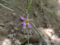 Romulea rosea var. australis