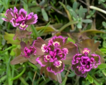 Castilleja ambigua ssp. humboldtiensis