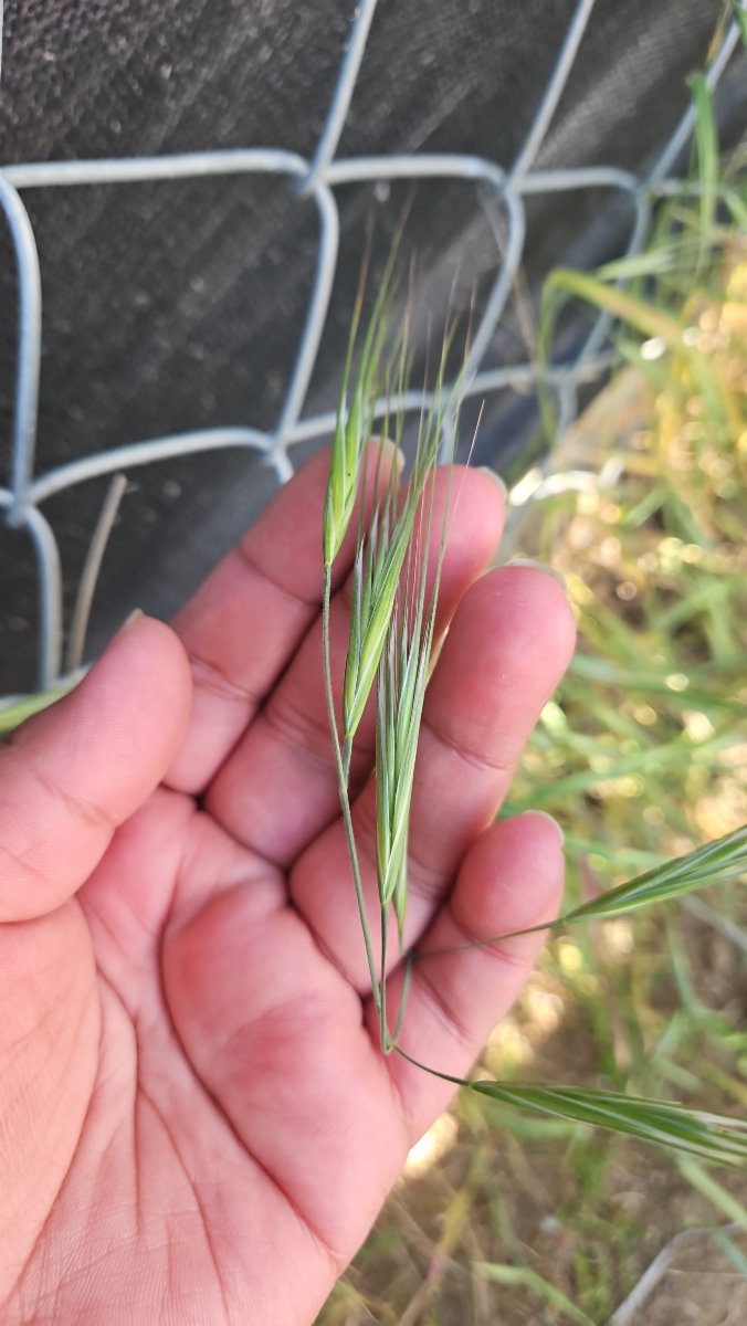 Bromus diandrus