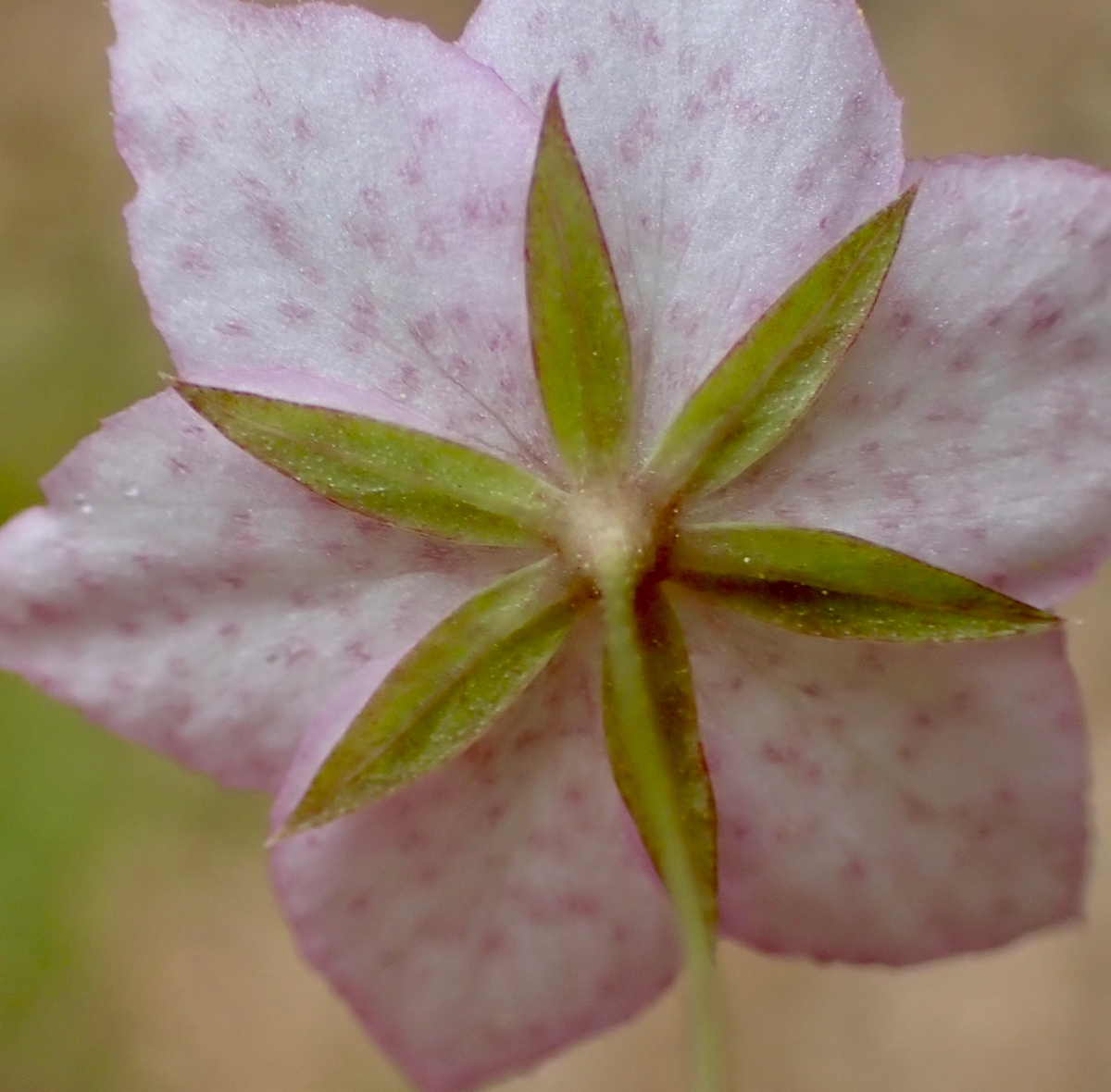 Lysimachia latifolia