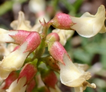 Astragalus pomonensis