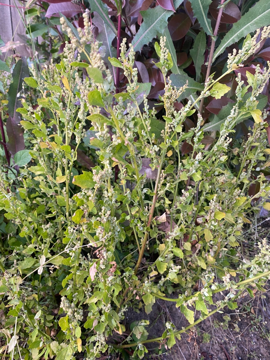 Chenopodium glaucum var. salinum