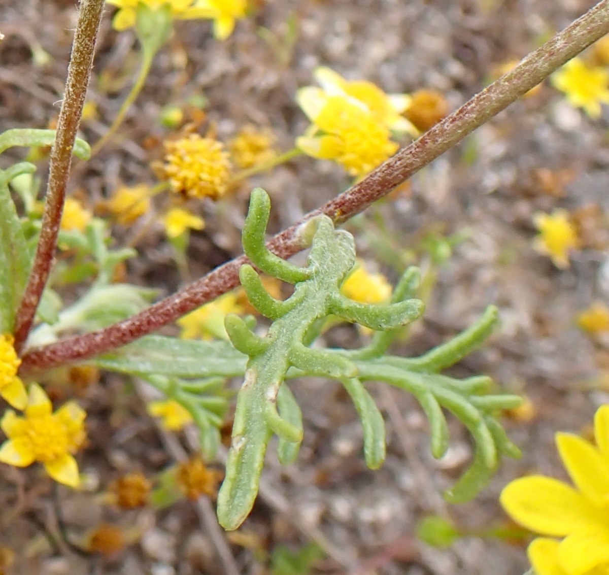 Chaenactis glabriuscula var. glabriuscula