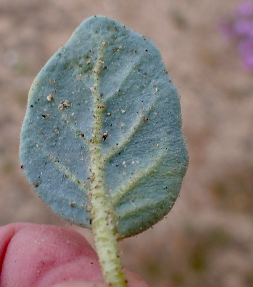 Abronia villosa var. villosa