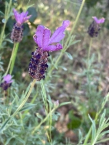 Lavandula stoechas