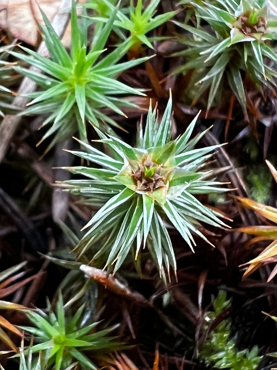 Polytrichum piliferum