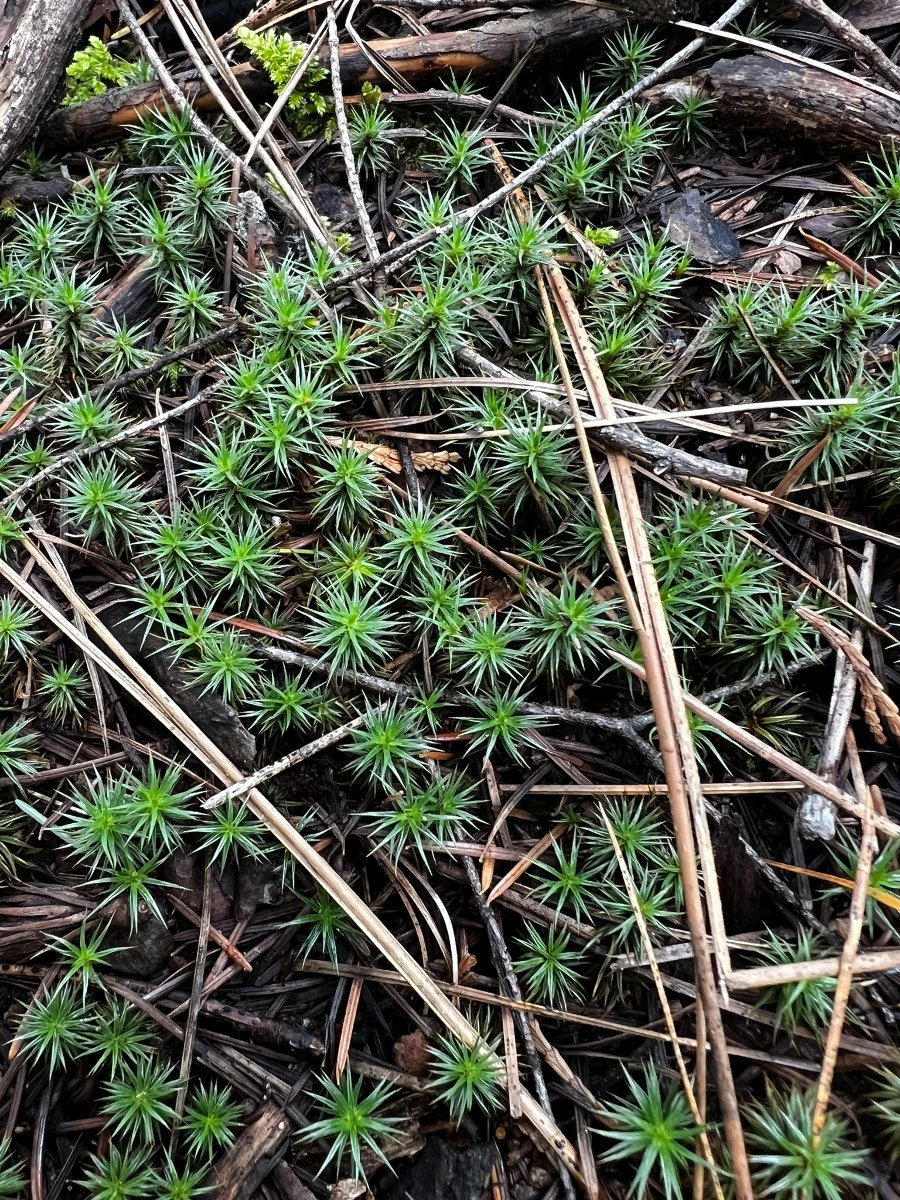 Polytrichum piliferum