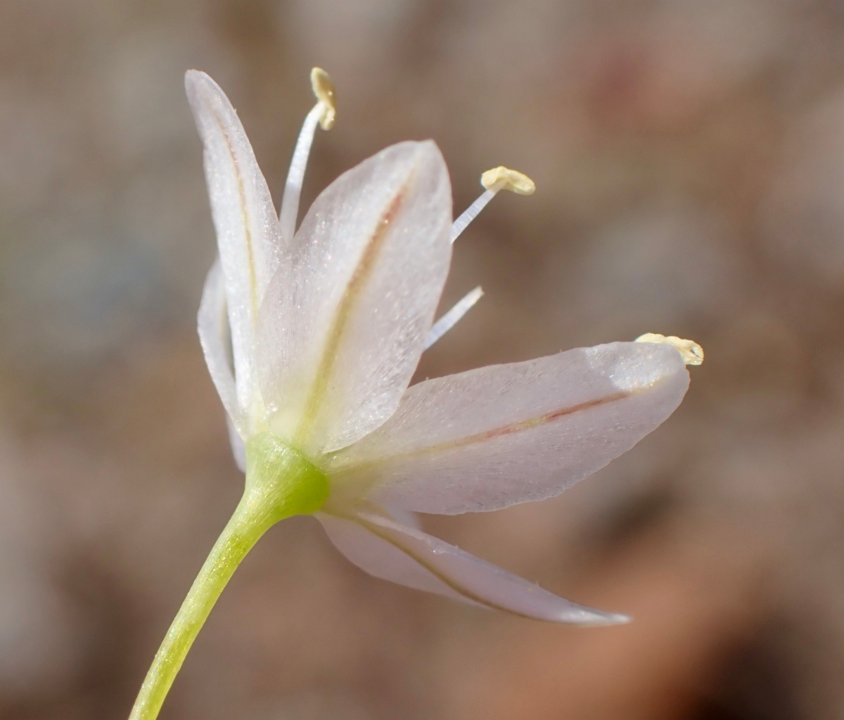 Allium tuolumnense