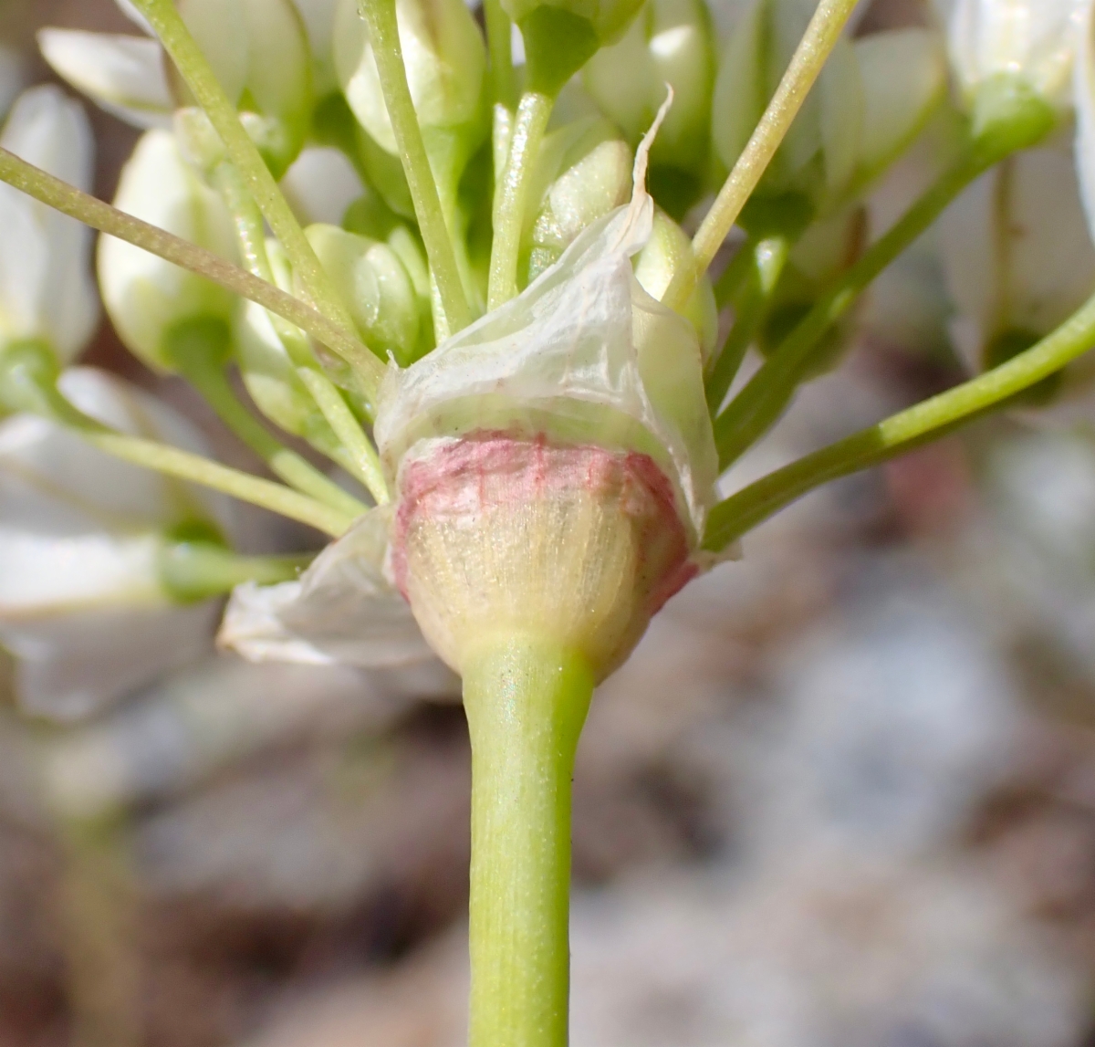 Allium tuolumnense