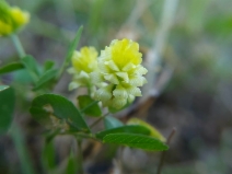 Trifolium campestre