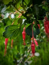 Ribes speciosum