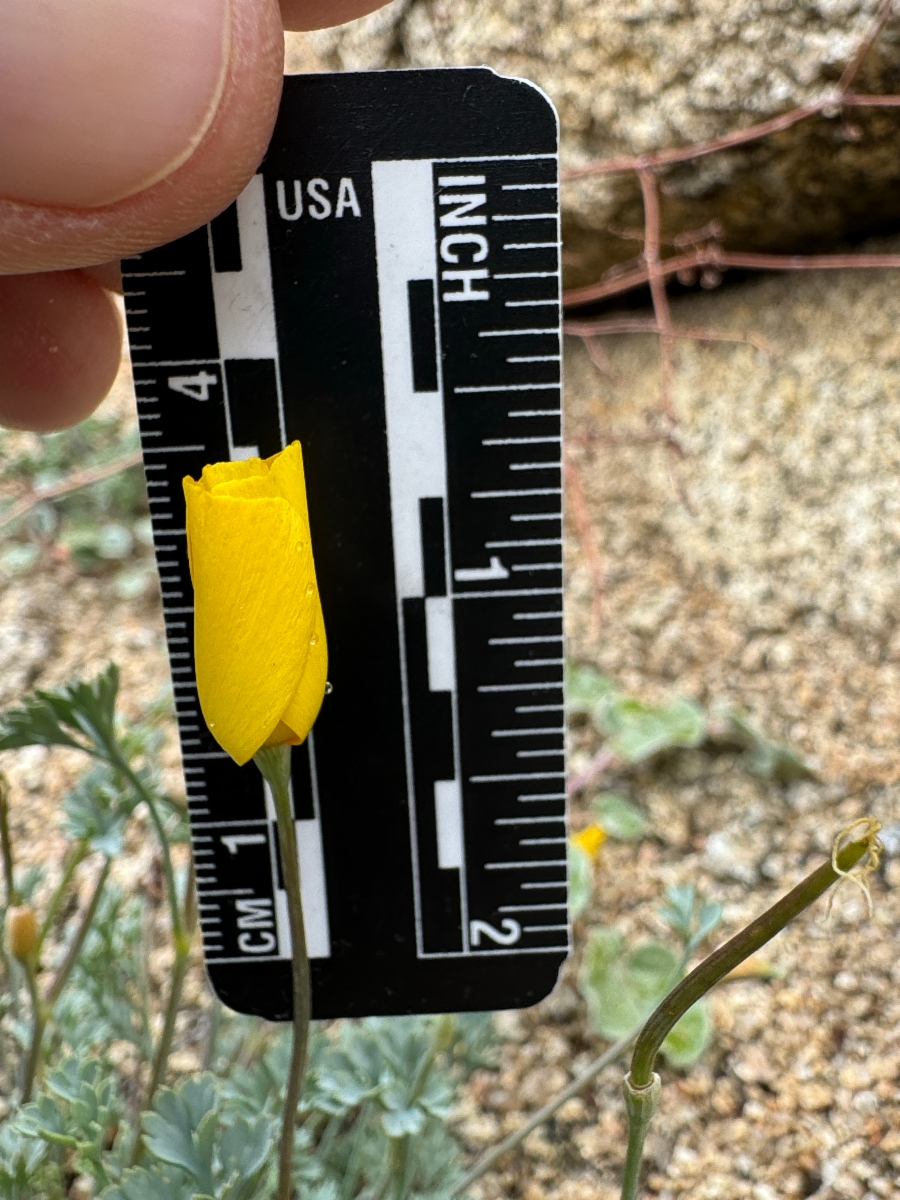 Eschscholzia minutiflora ssp. twisselmannii