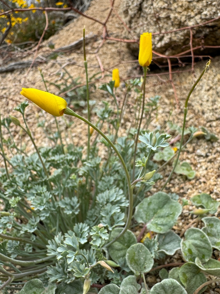 Eschscholzia minutiflora ssp. twisselmannii