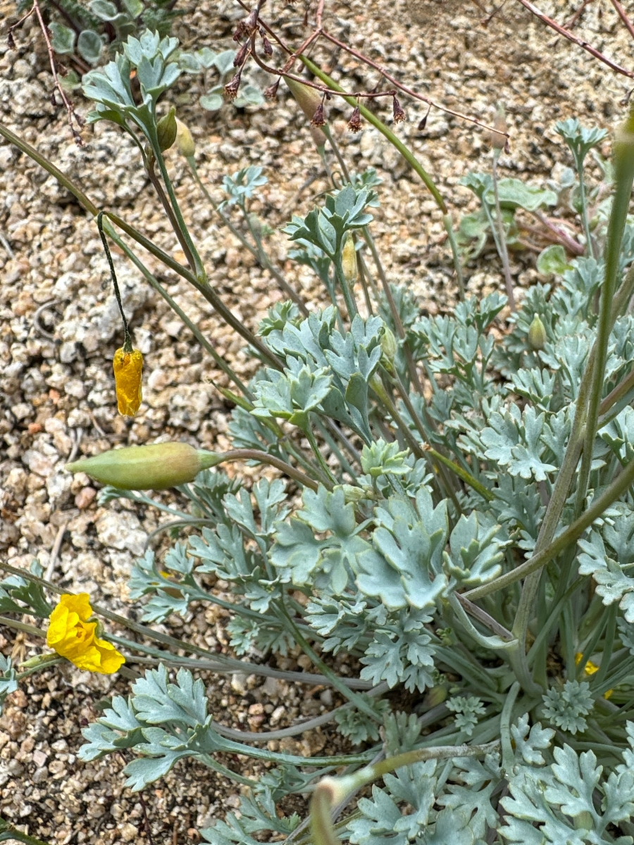 Eschscholzia minutiflora ssp. twisselmannii