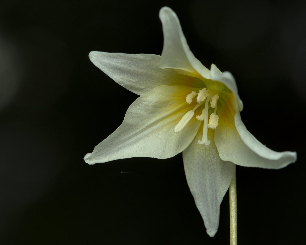 Erythronium californicum