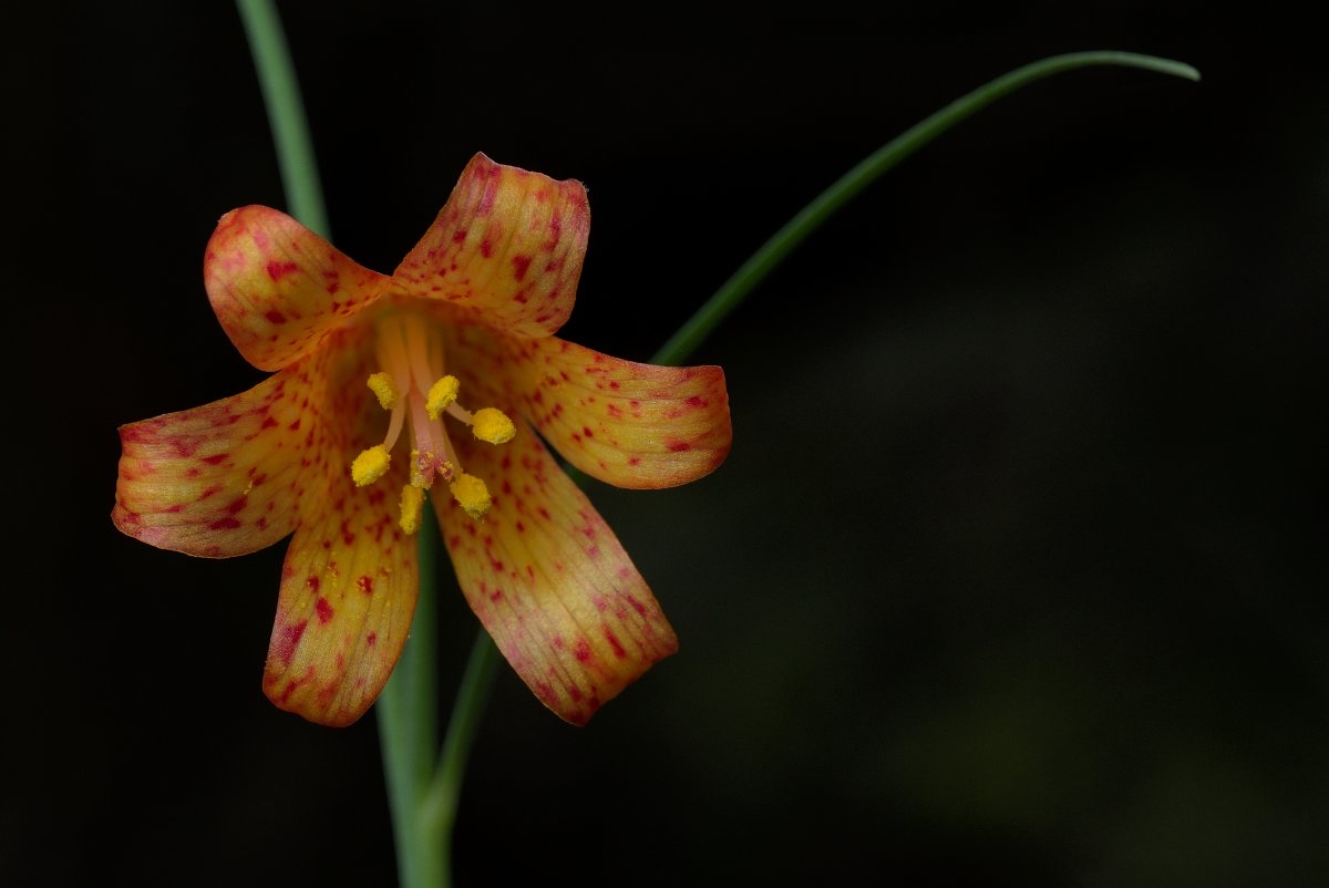 Fritillaria recurva