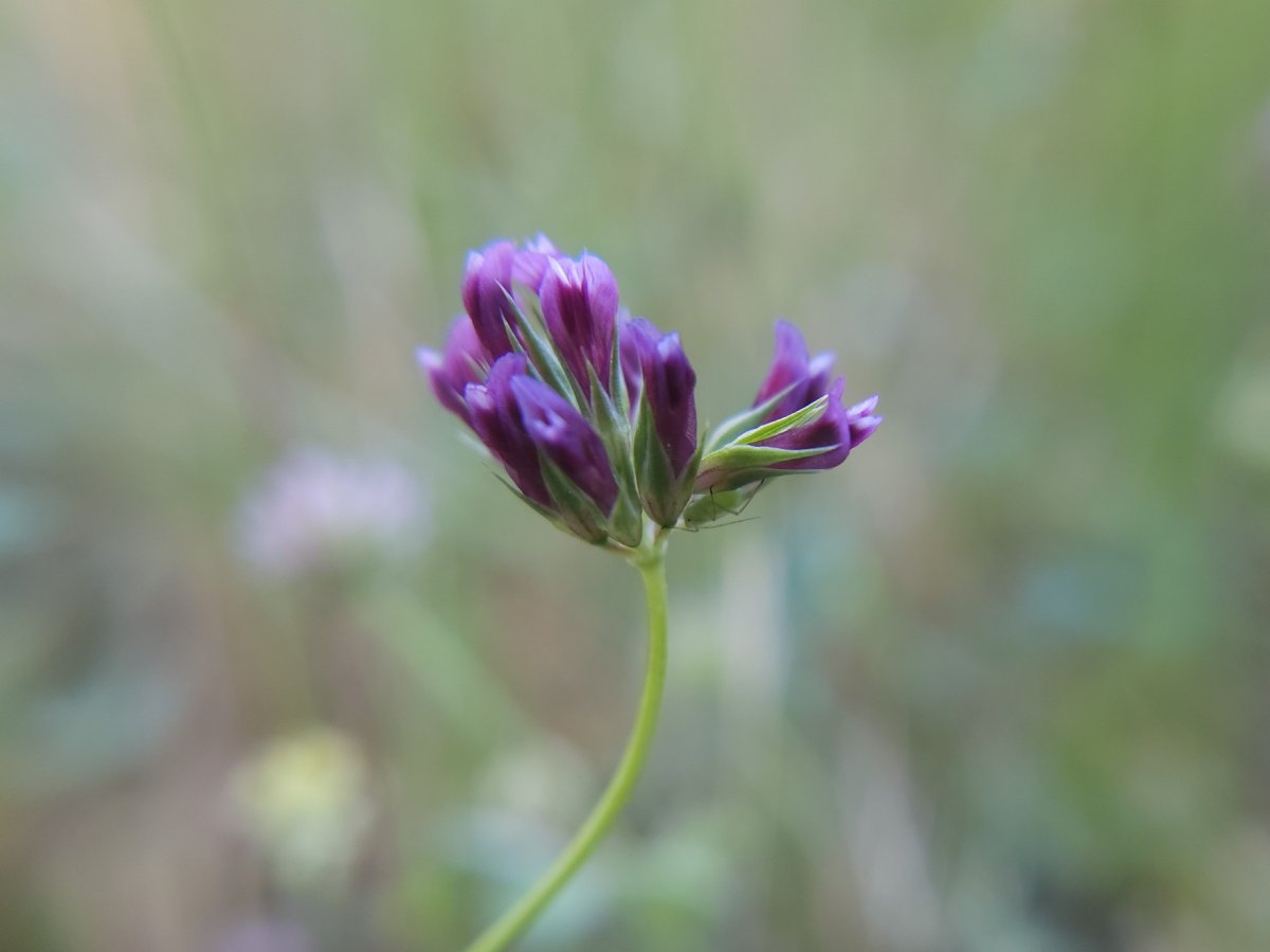 Trifolium gracilentum