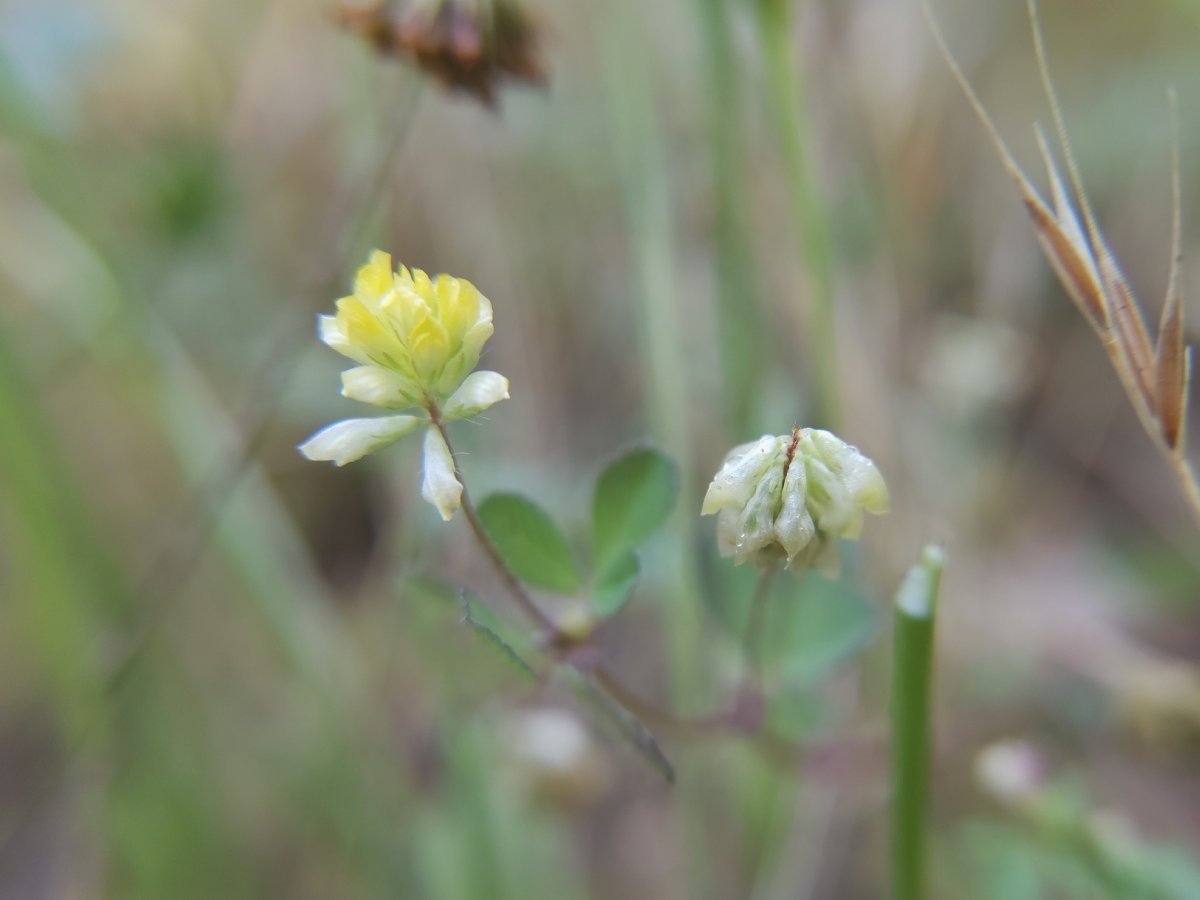 Trifolium dubium