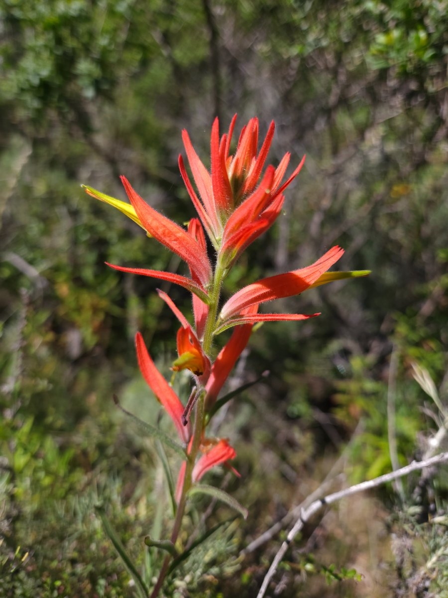 Castilleja subinclusa ssp. franciscana