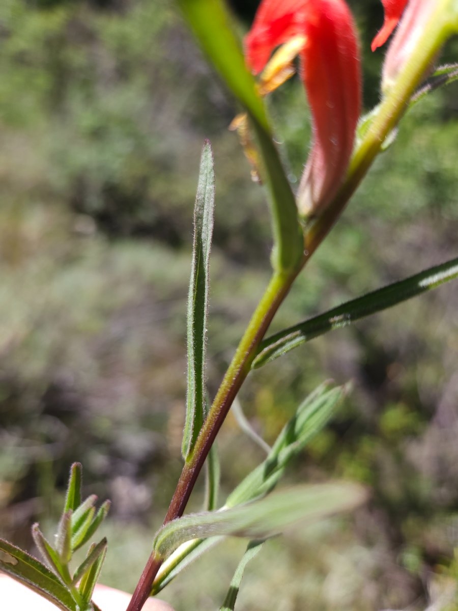 Castilleja subinclusa ssp. franciscana