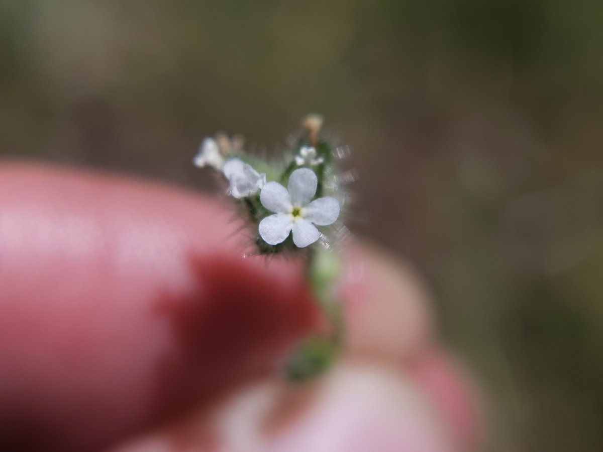 Cryptantha torreyana