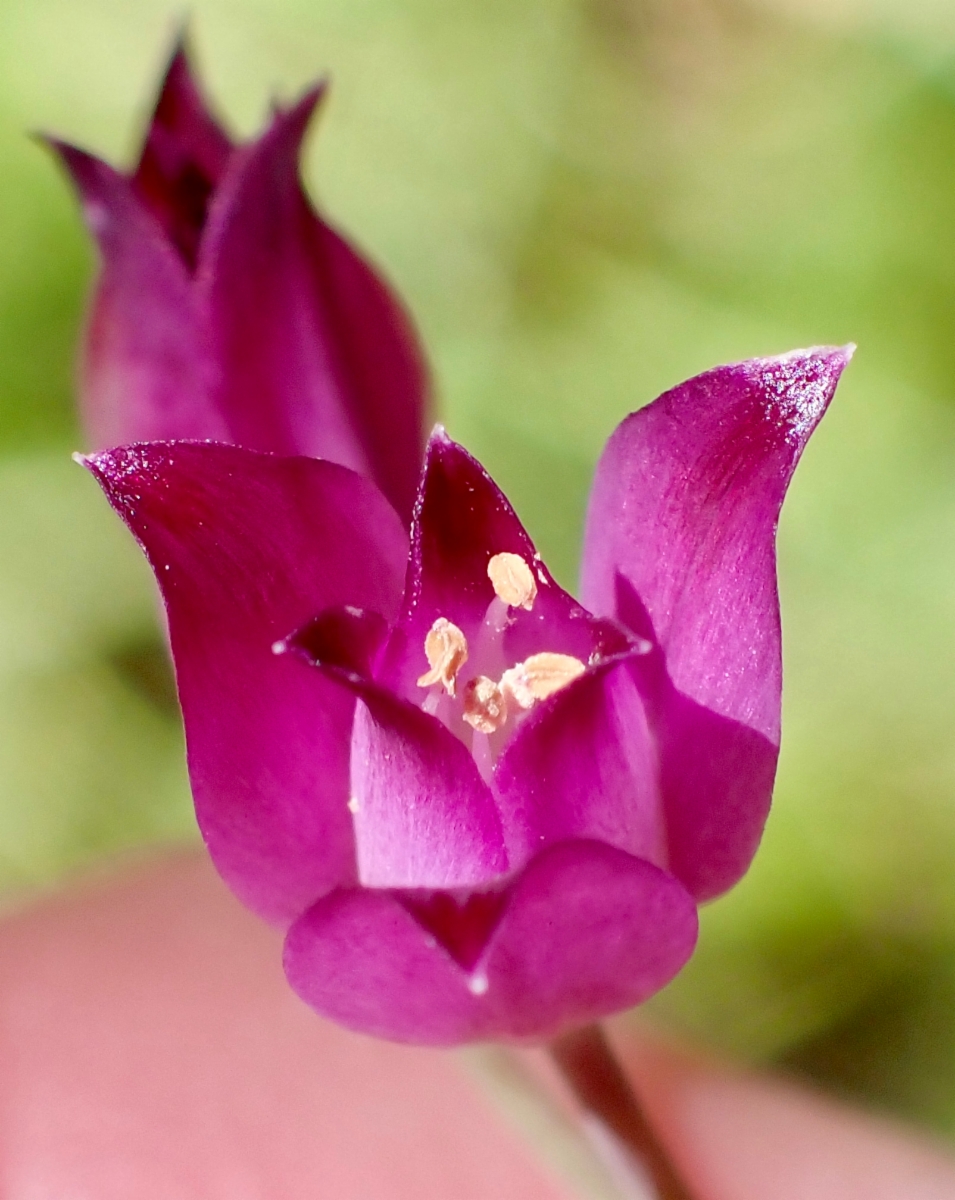 Allium peninsulare var. franciscanum