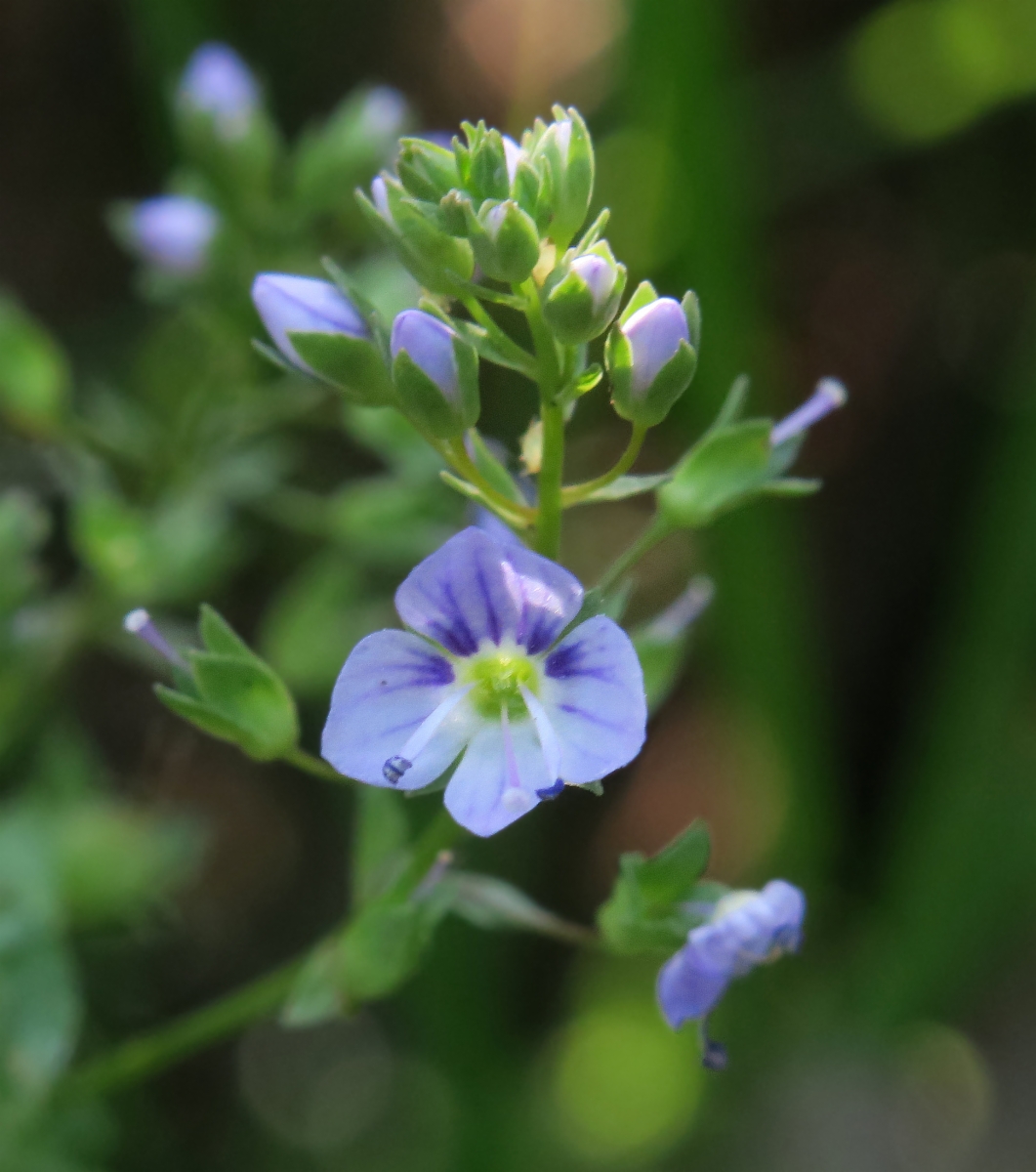 Veronica anagallis-aquatica