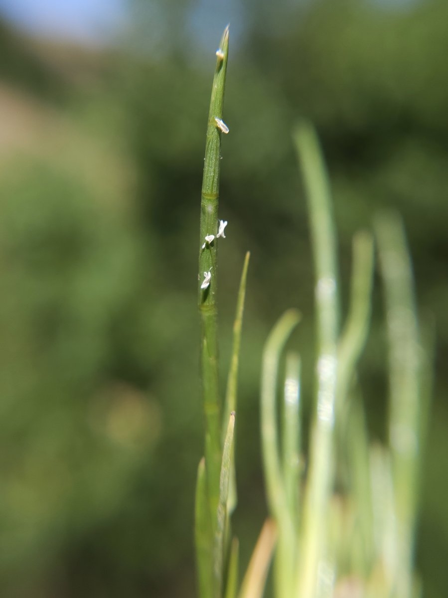 Hainardia cylindrica