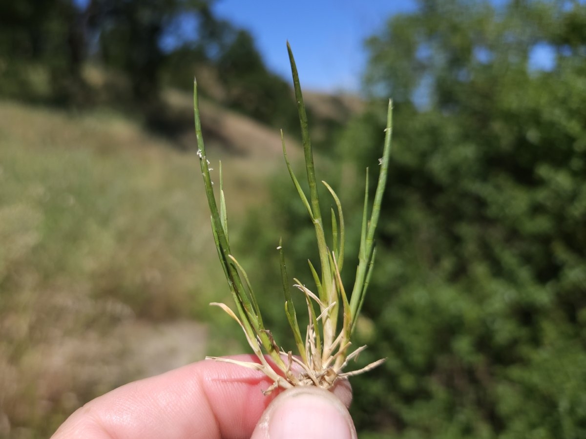 Hainardia cylindrica