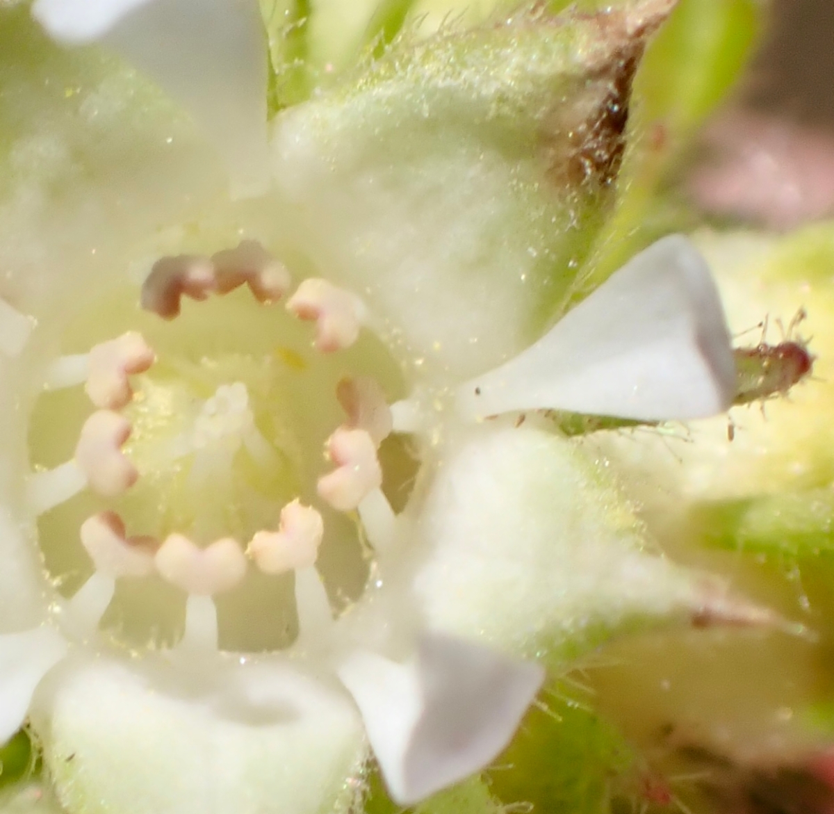 Horkelia tridentata var. tridentata