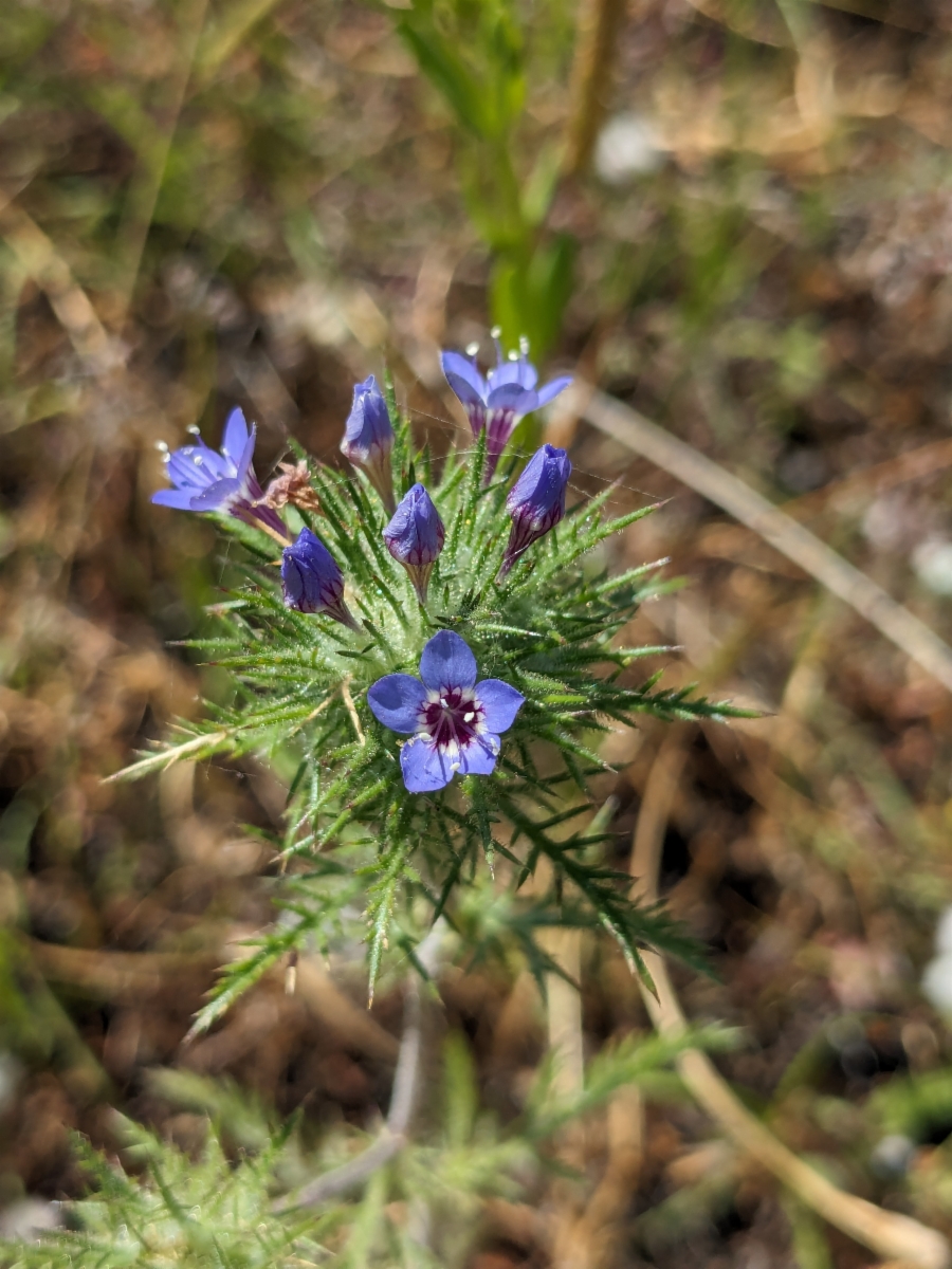 Navarretia squarrosa