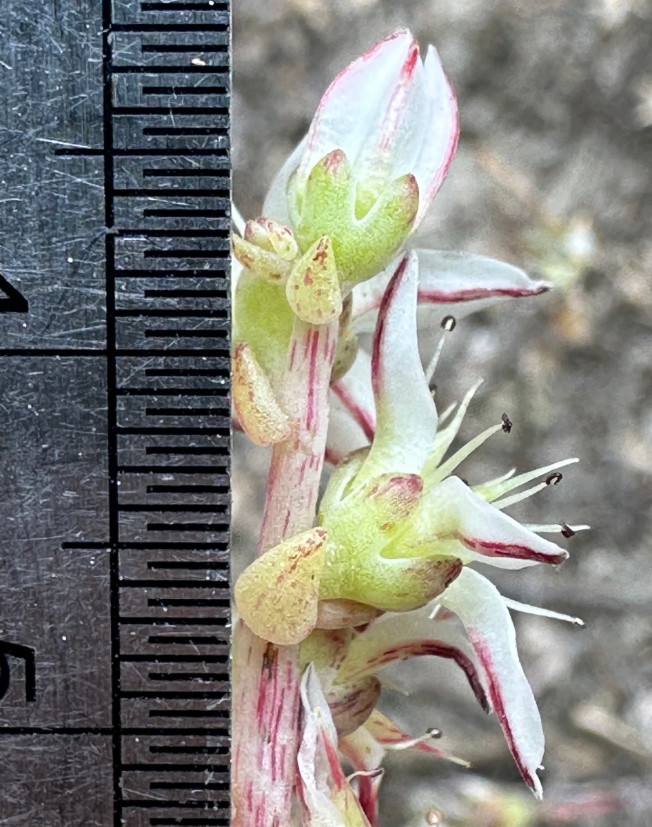 Dudleya blochmaniae ssp. blochmaniae