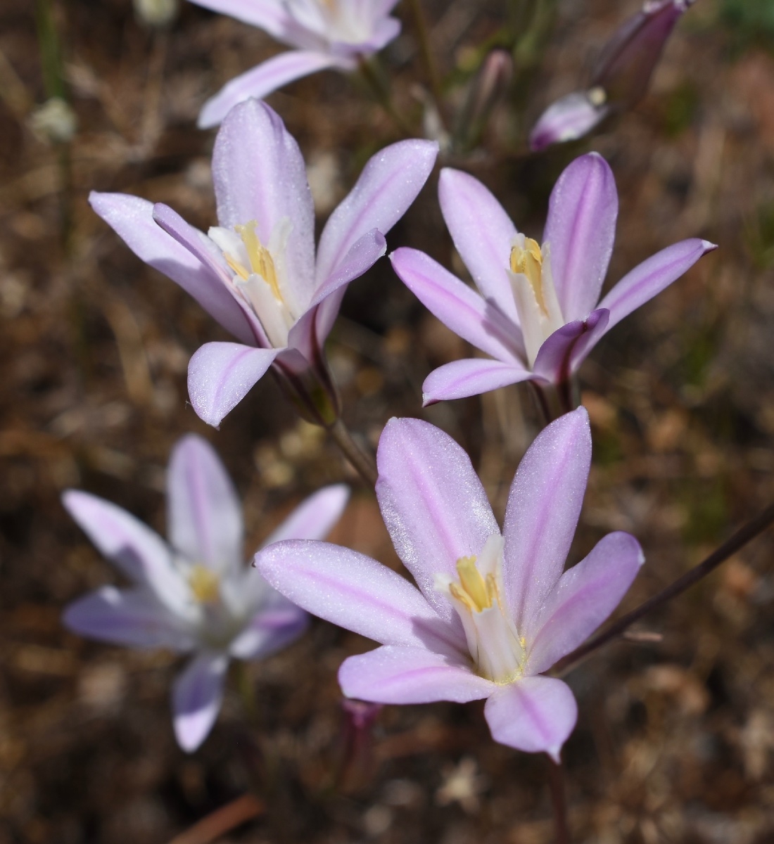 Brodiaea californica