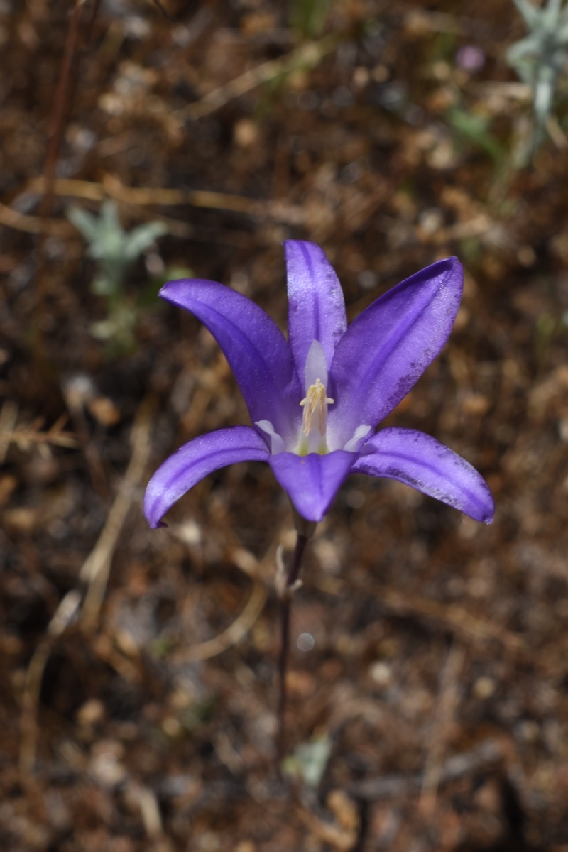 Brodiaea elegans ssp. elegans