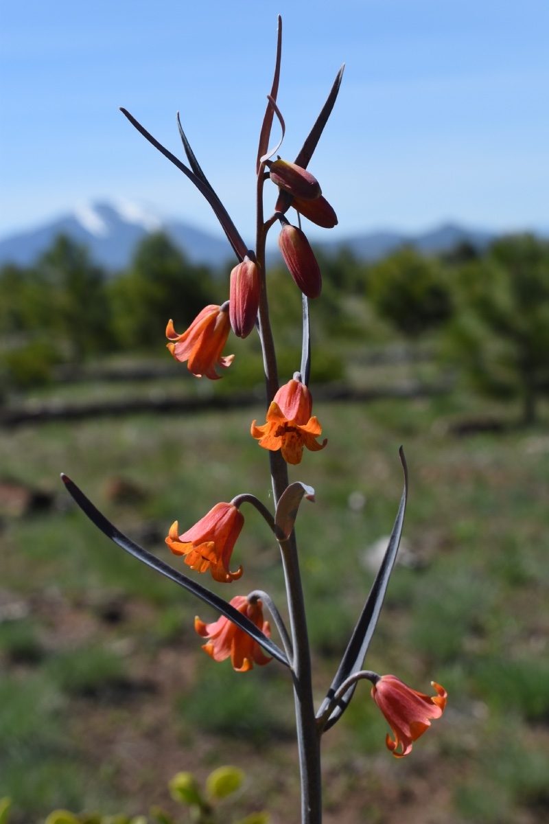 Fritillaria recurva