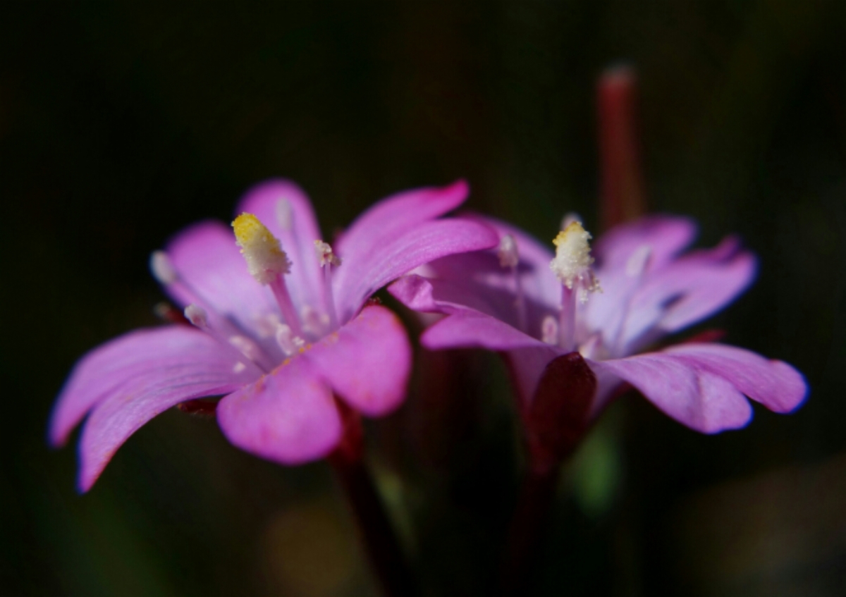 Epilobium ciliatum ssp. watsonii