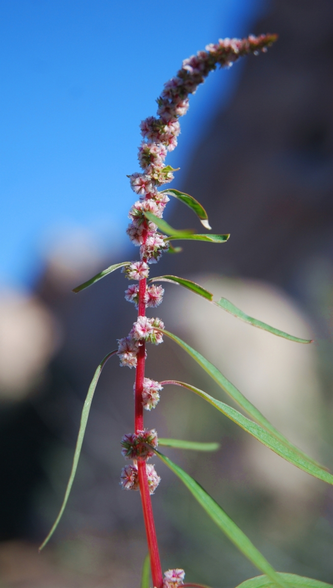 Amaranthus fimbriatus