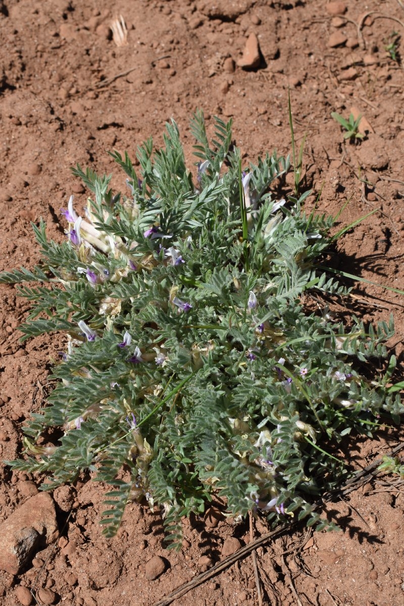 Astragalus purshii var. purshii