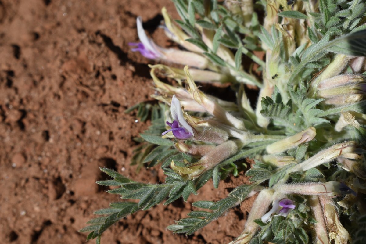 Astragalus purshii var. purshii